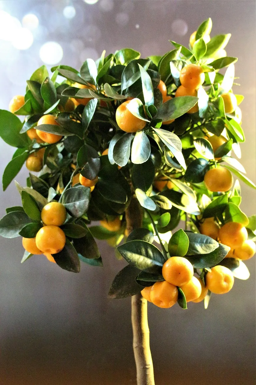Tangerine
