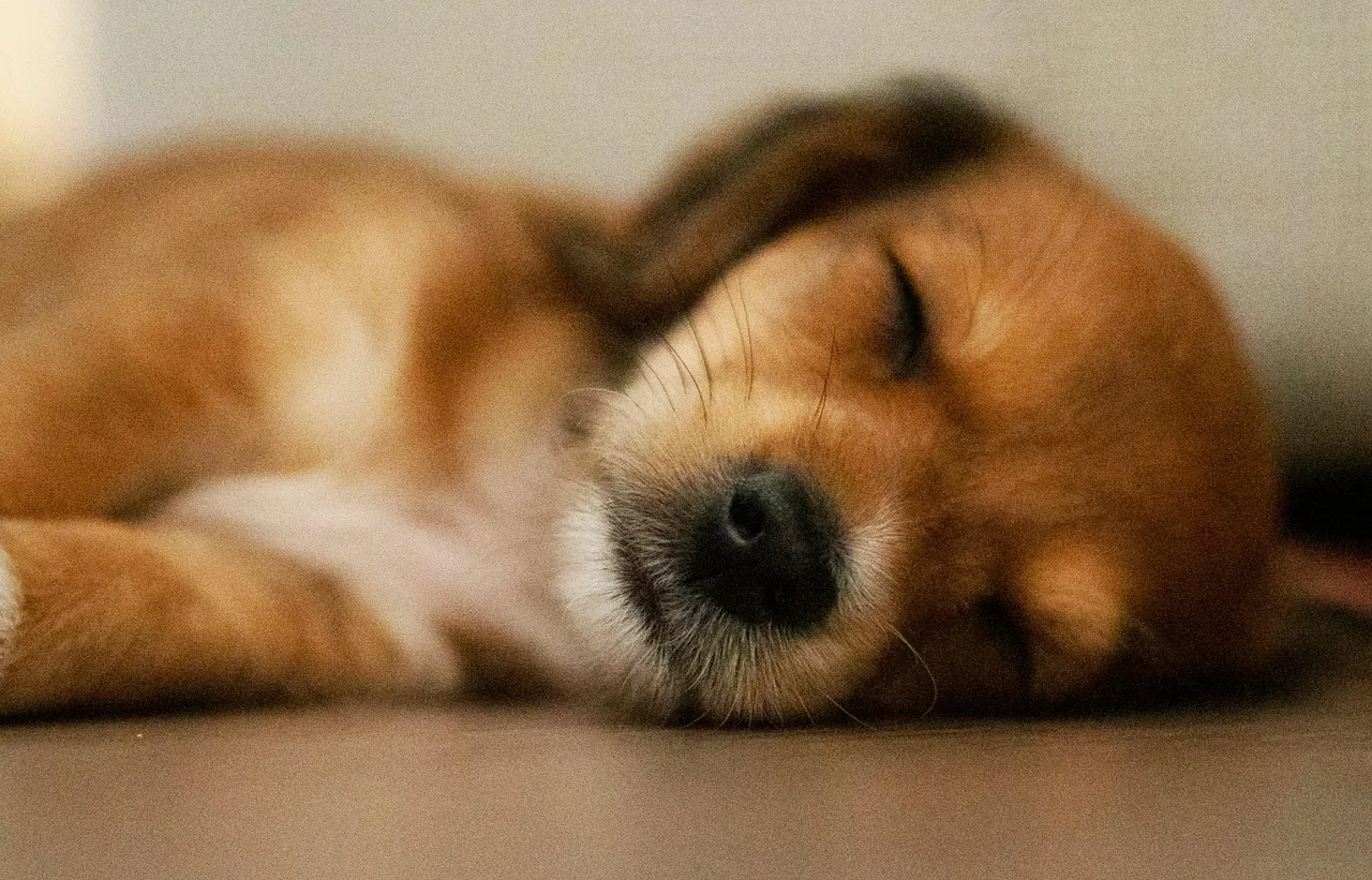 Truffle