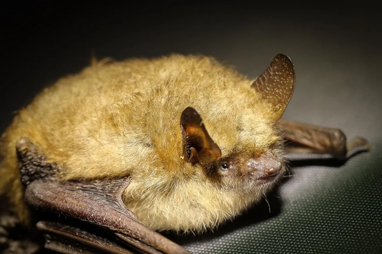Bat Wing