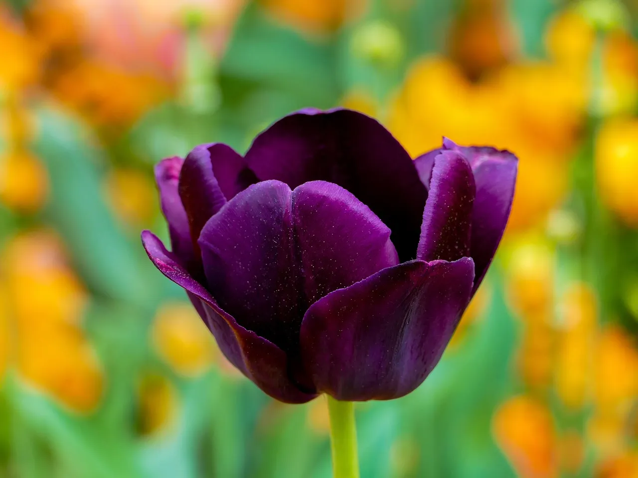 Pink Petal