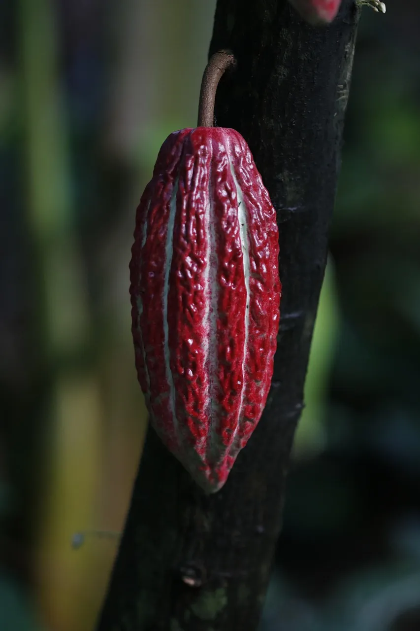 Cocoa