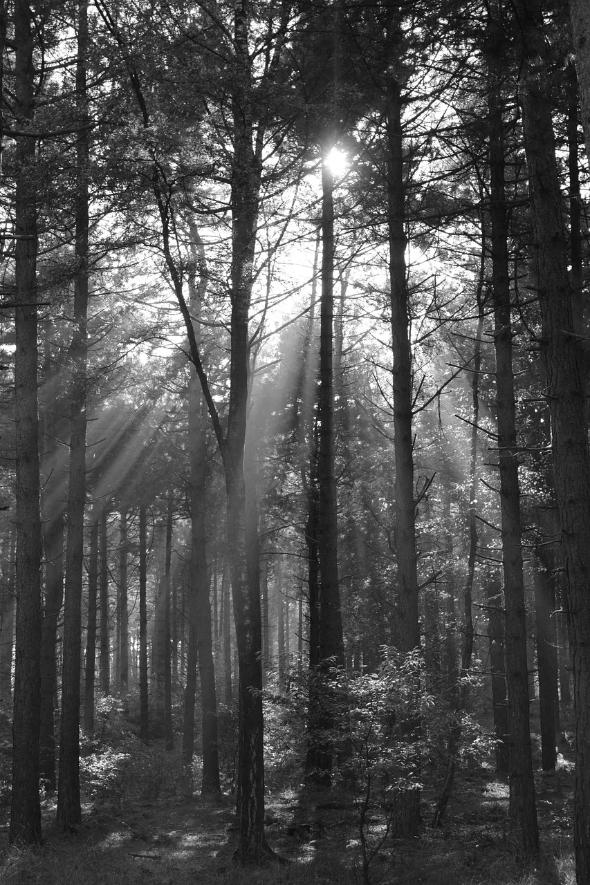 Beam