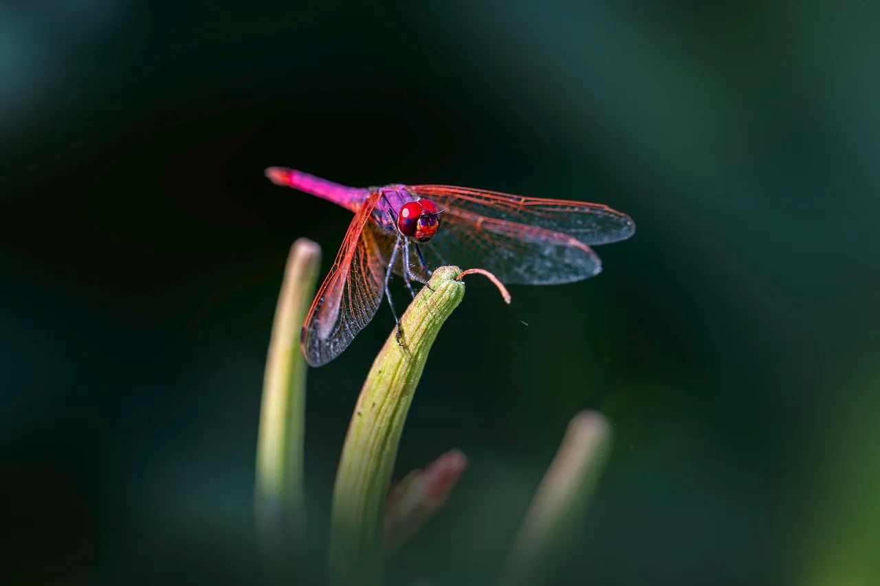 Aruba