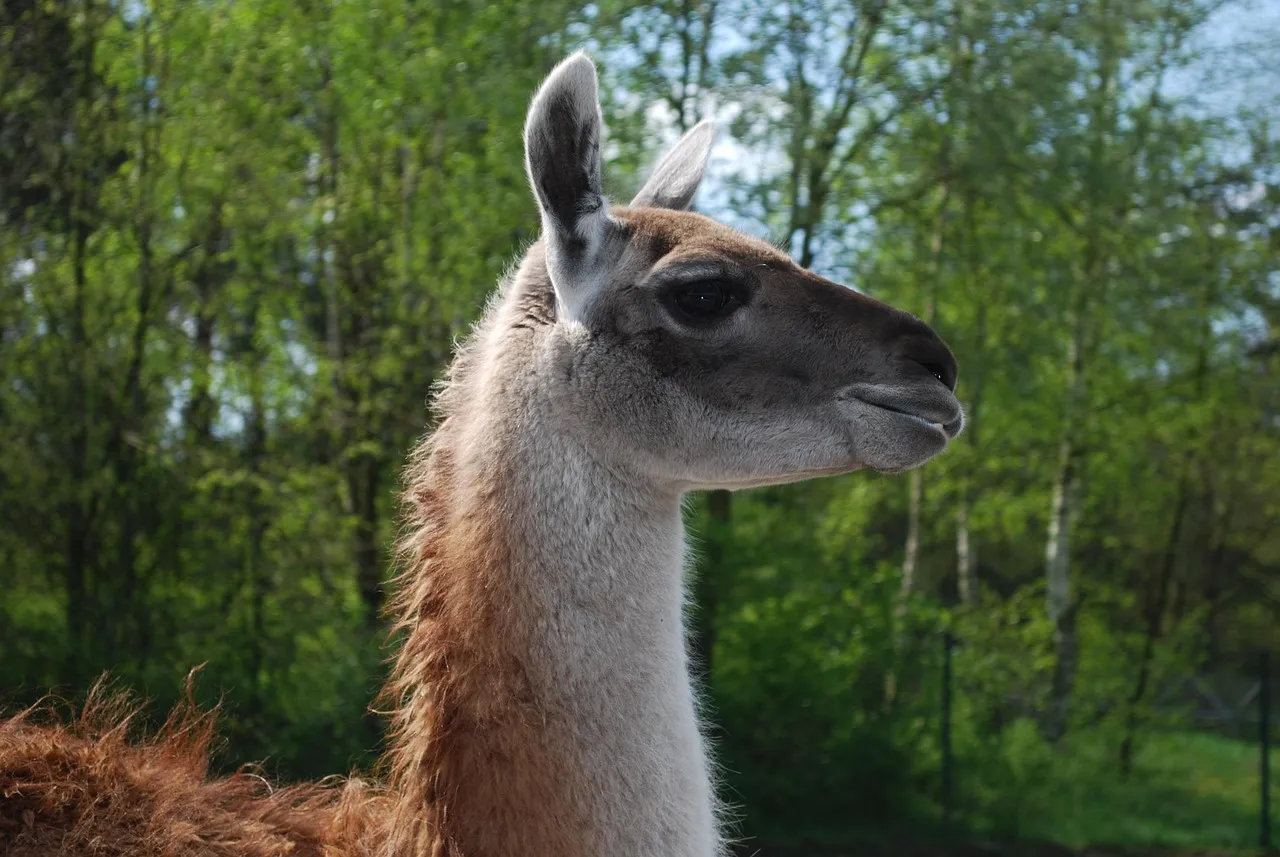 Drama Llama