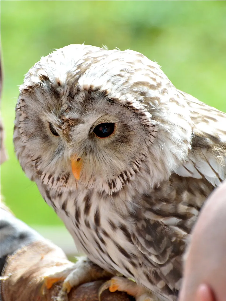 Tawny Veil