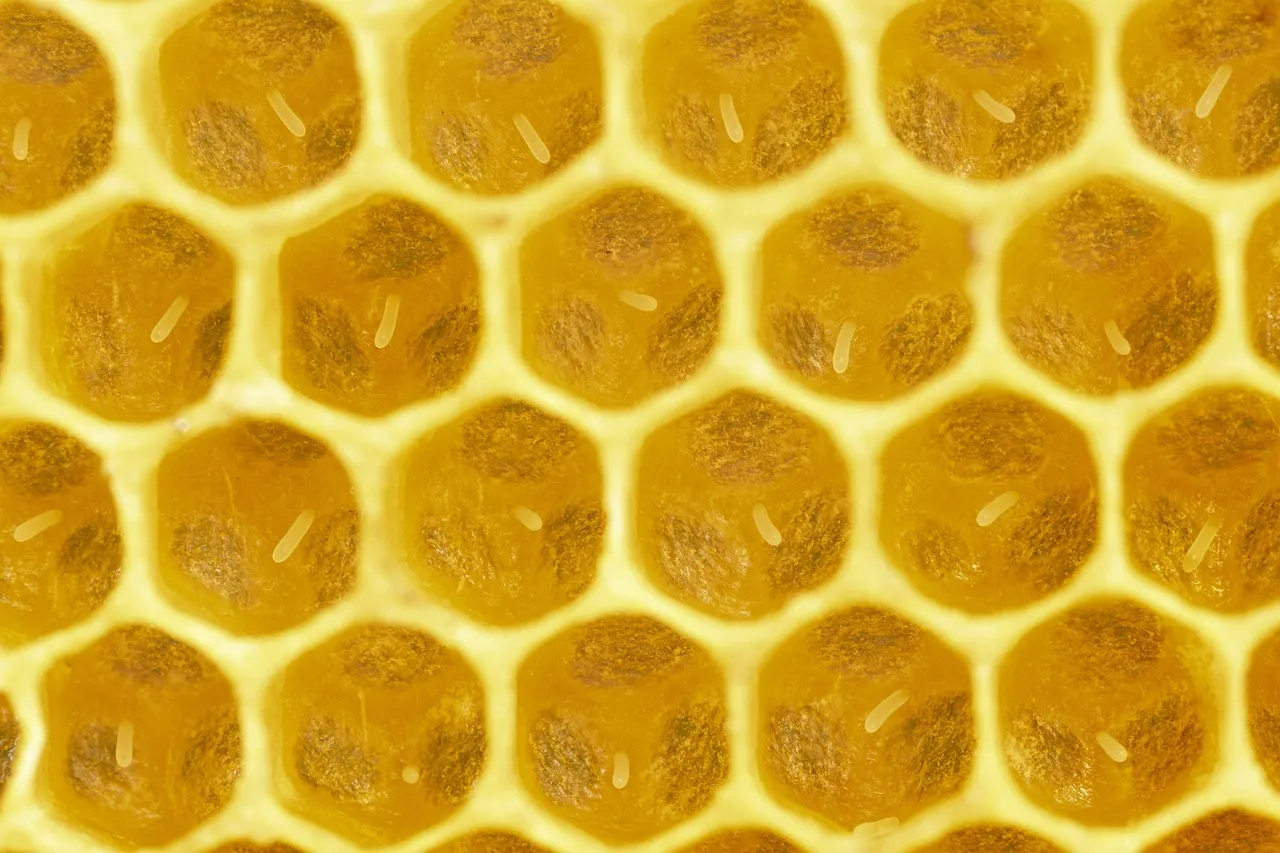 Honey