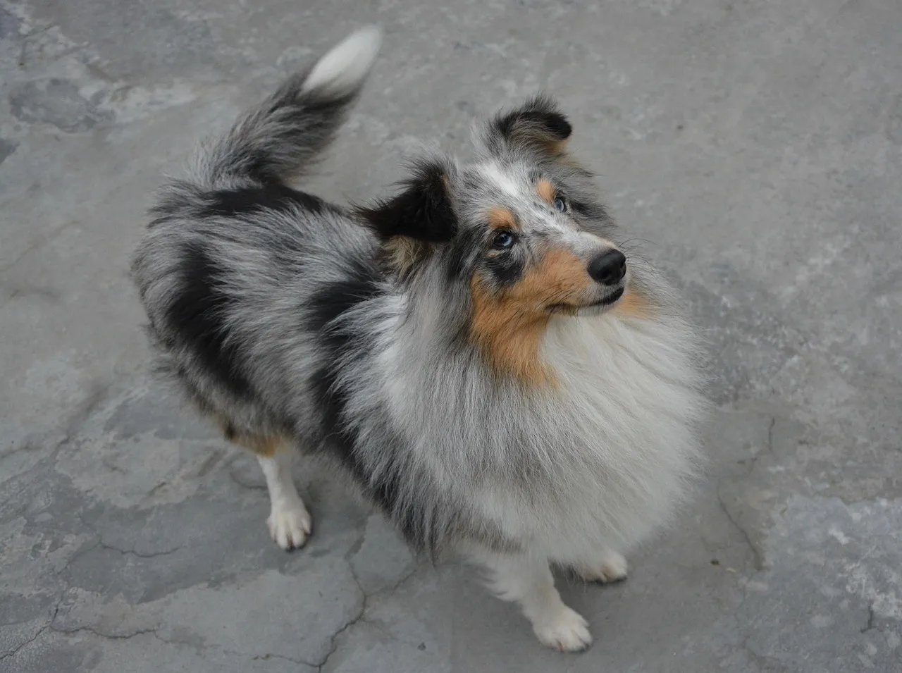 Truffle
