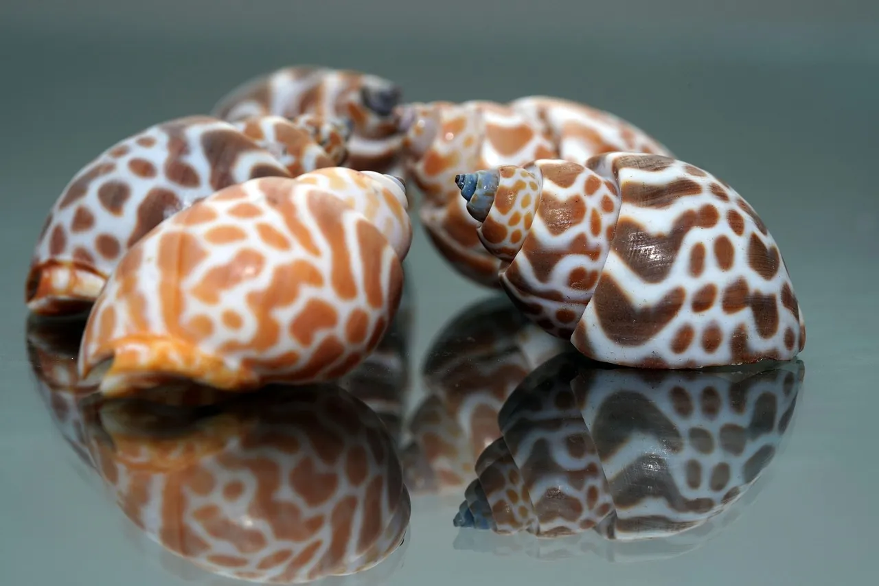 Shell