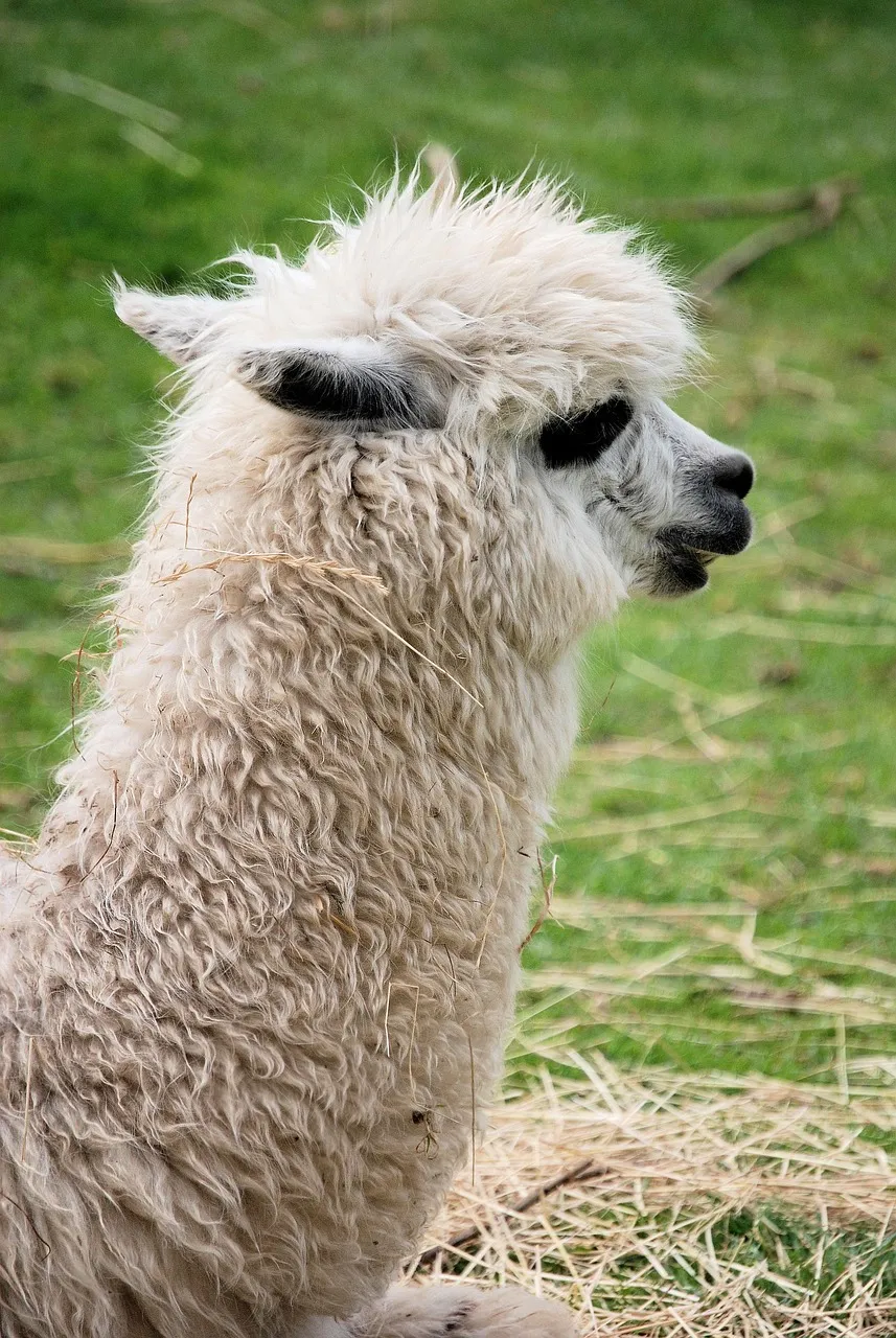 Drama Llama