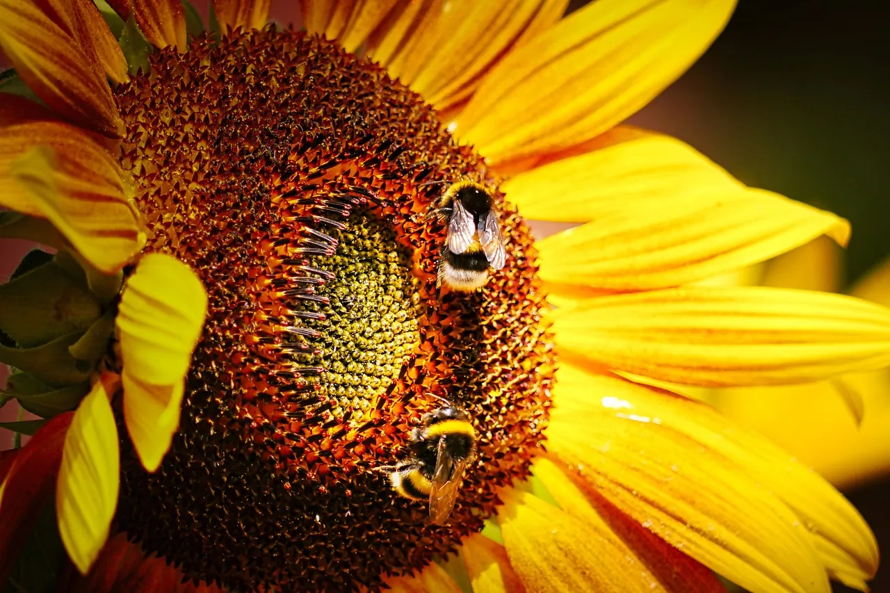 Honey