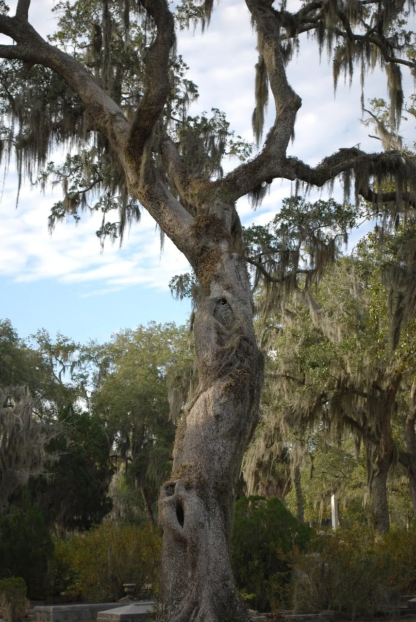 Oak