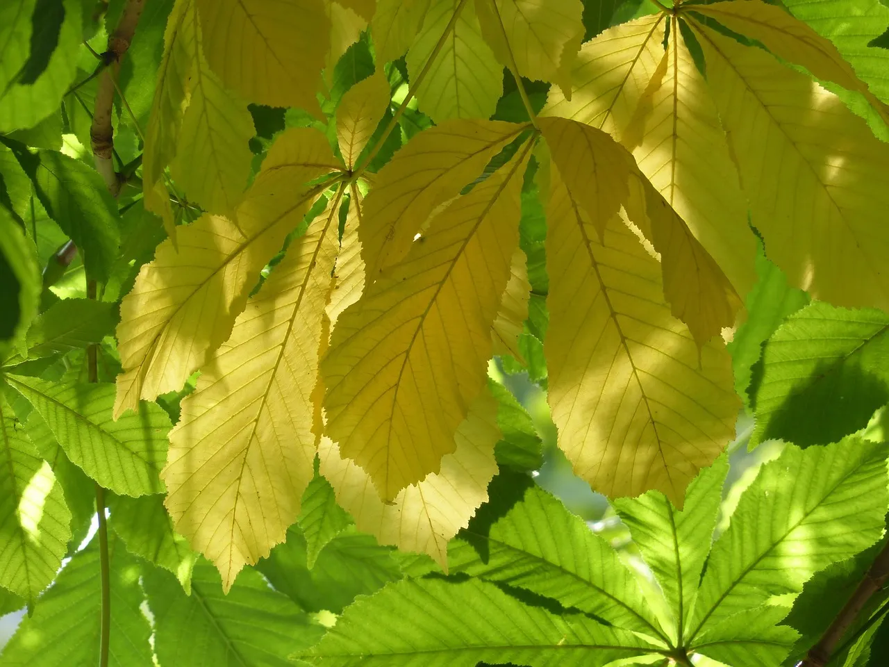 Chestnut
