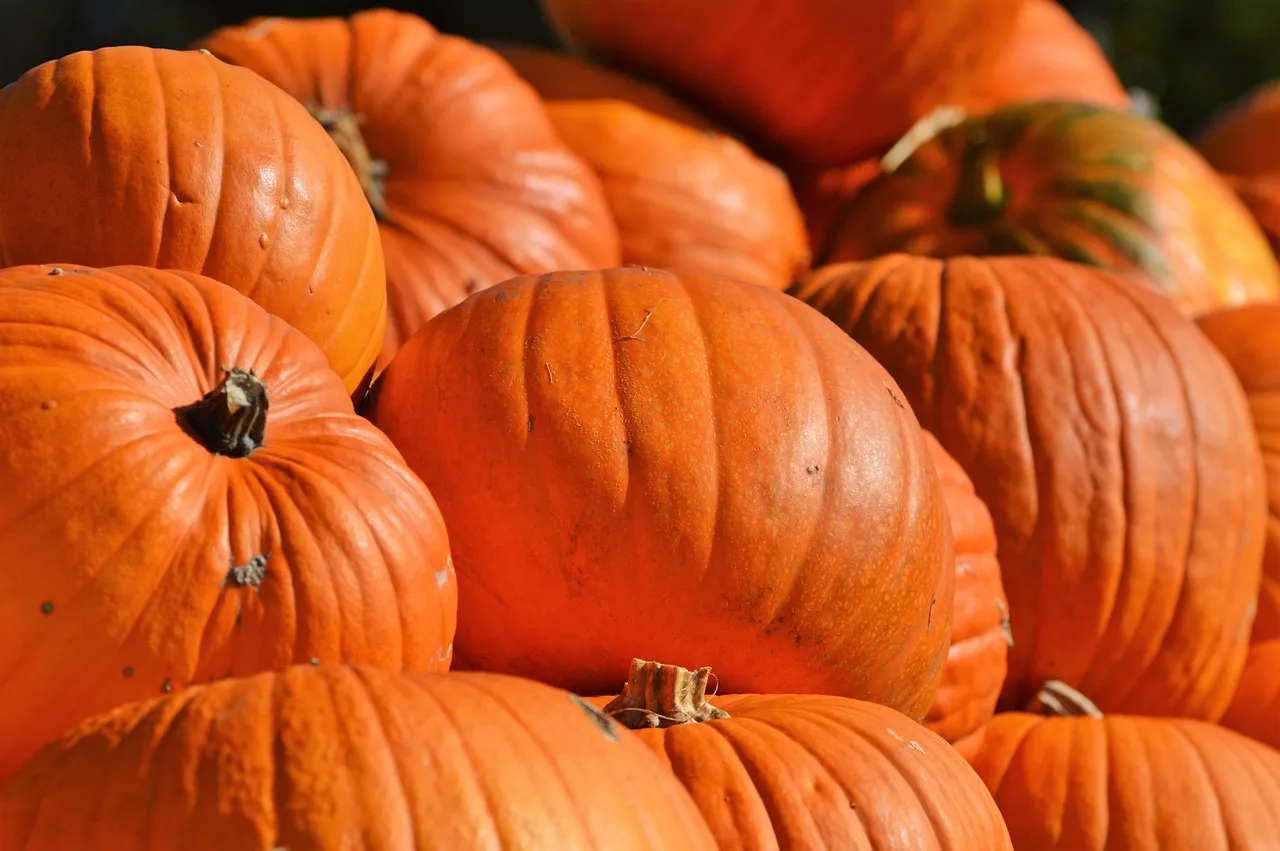 Baby boo pumpkin cream blush