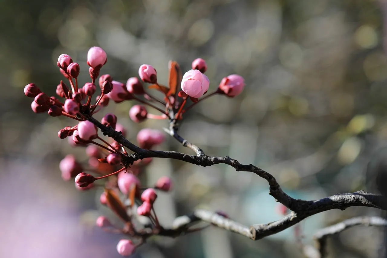 Spring Fever
