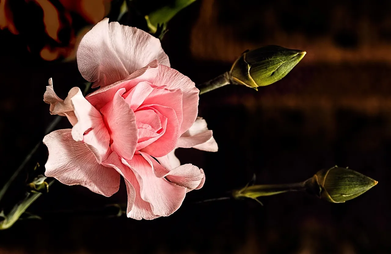 Carnation