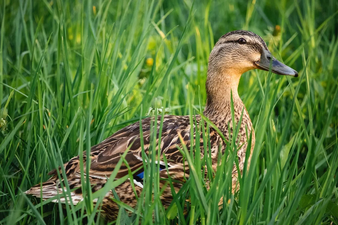 Grassy