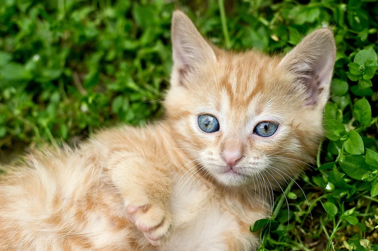 Kitten