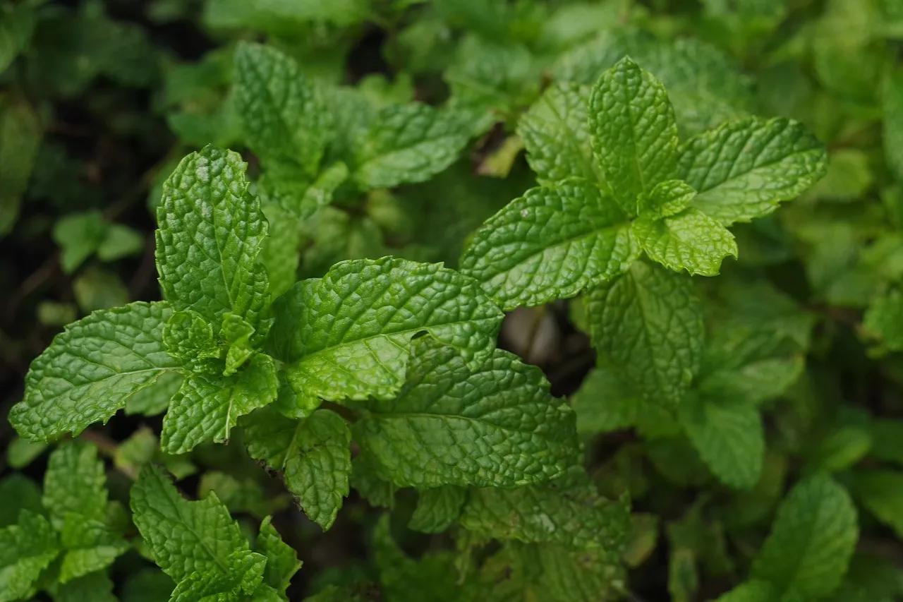 Mint