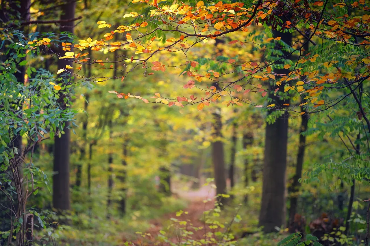 Crisp Autumn Air