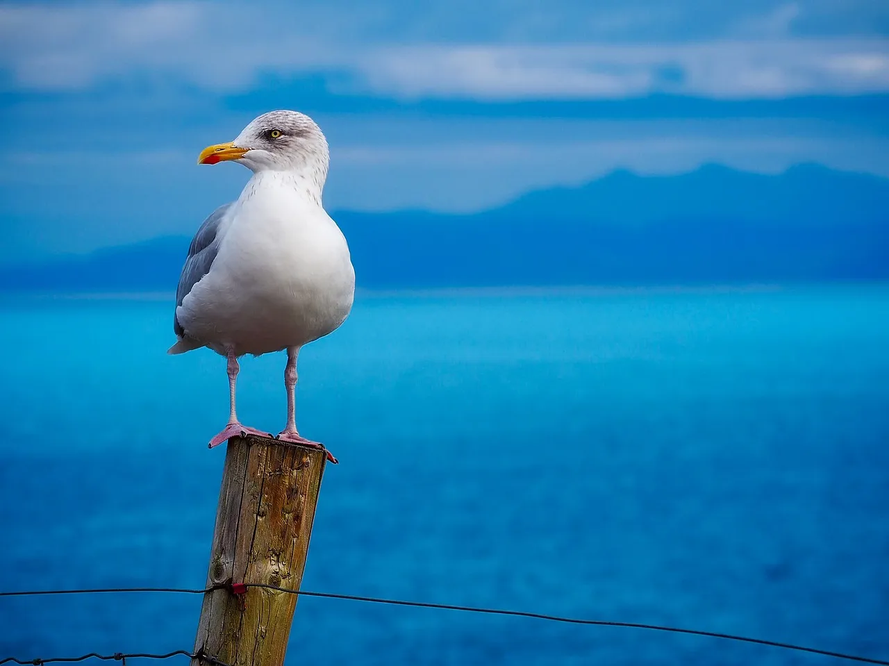 Blue Bird