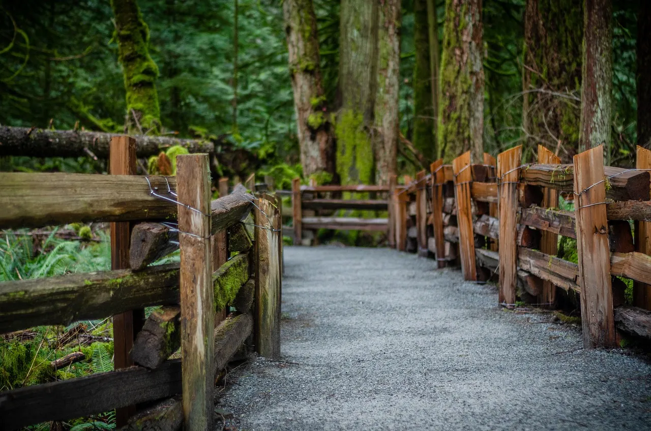 Rain Forest