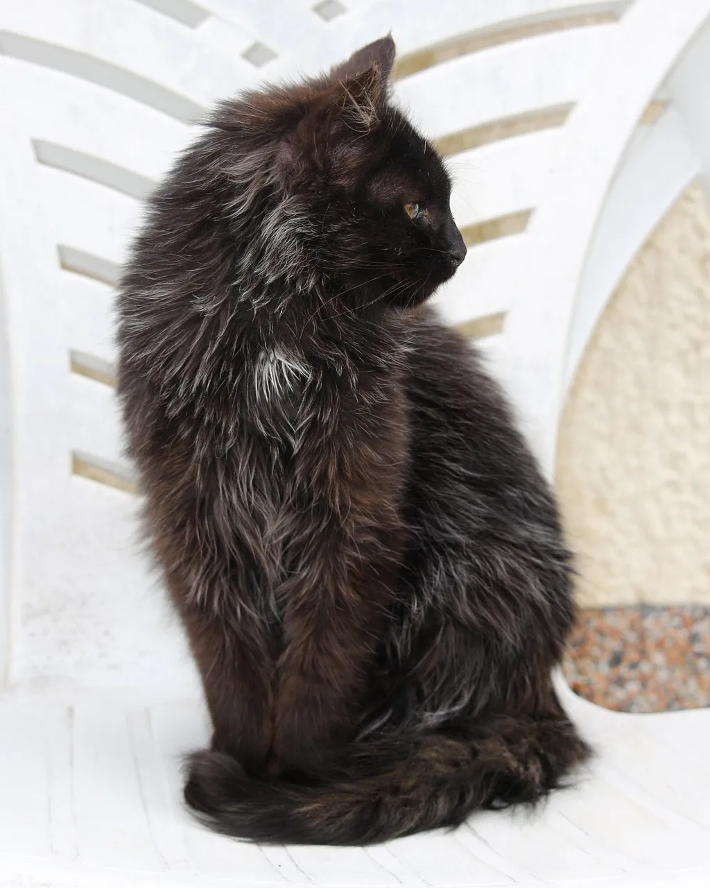 Kitten