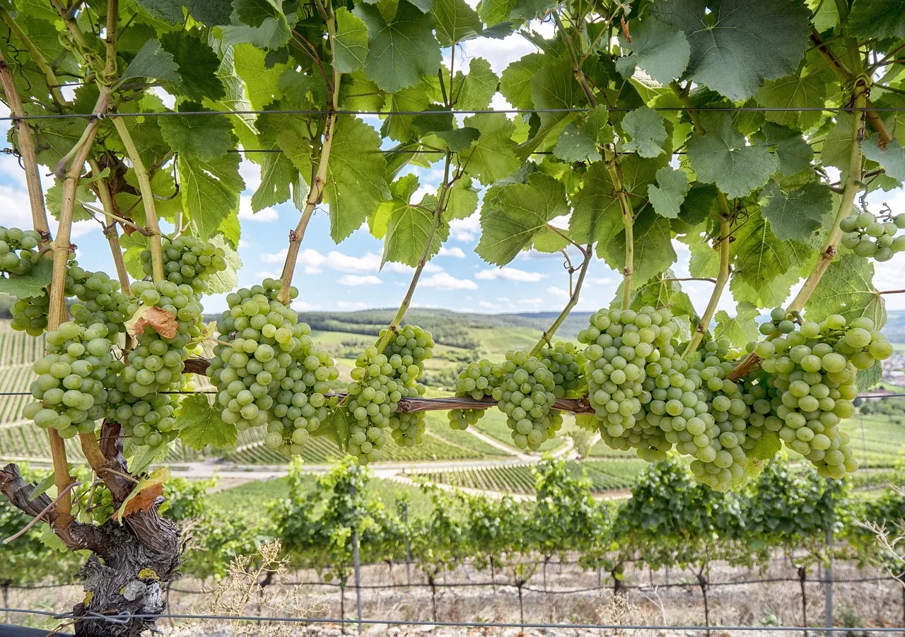 Wine Country