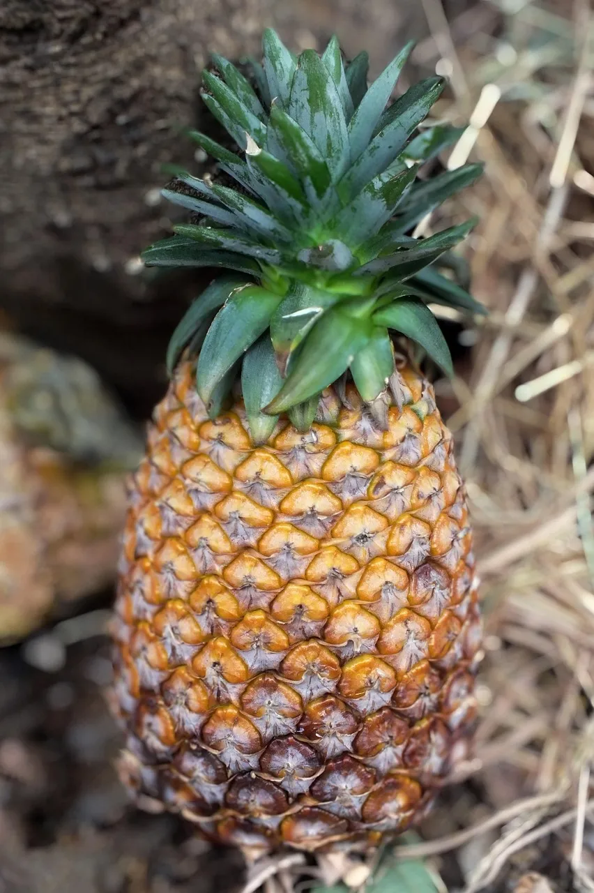 $10 Pineapple