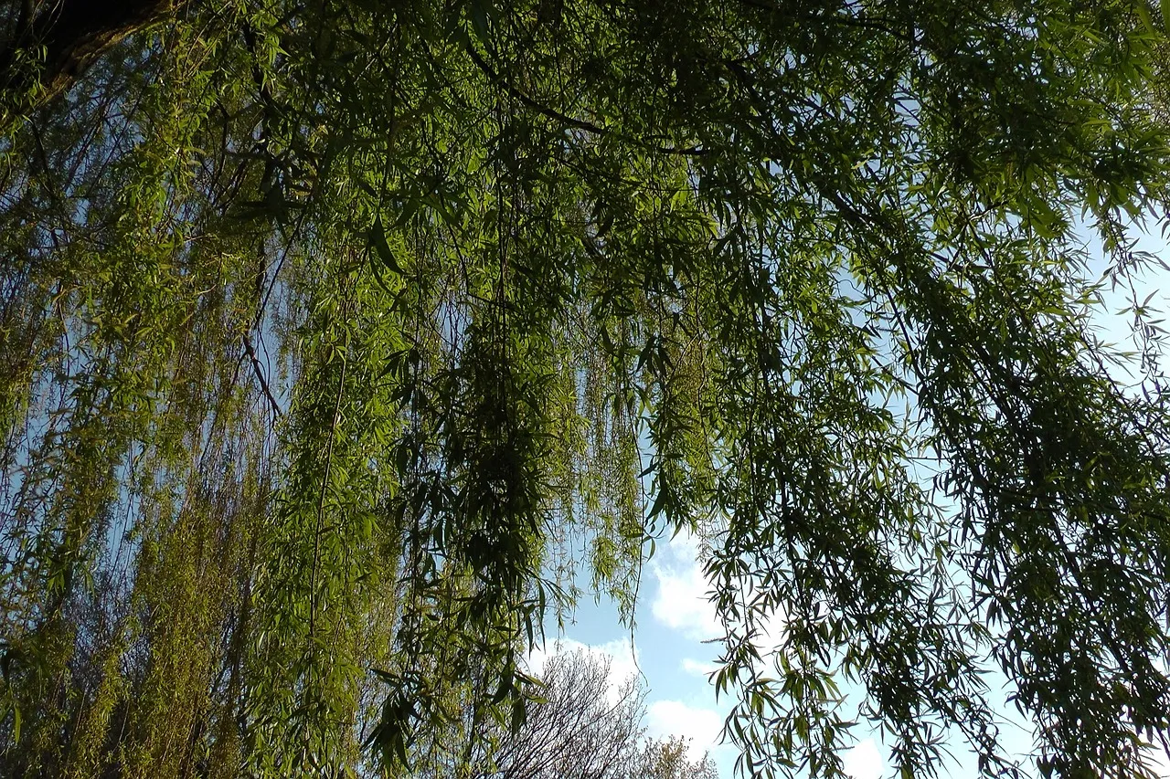 Willow