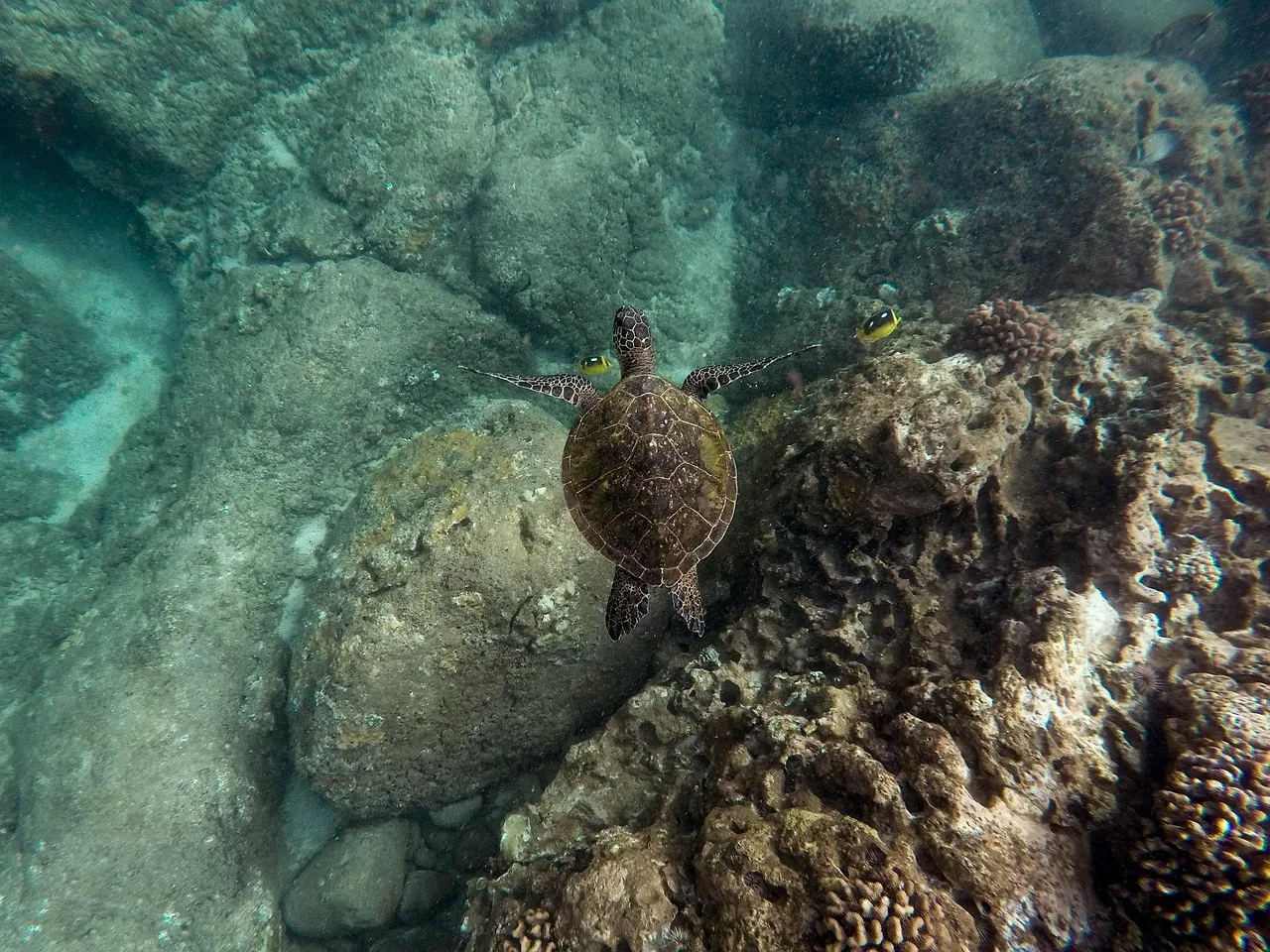 Coral Fixation