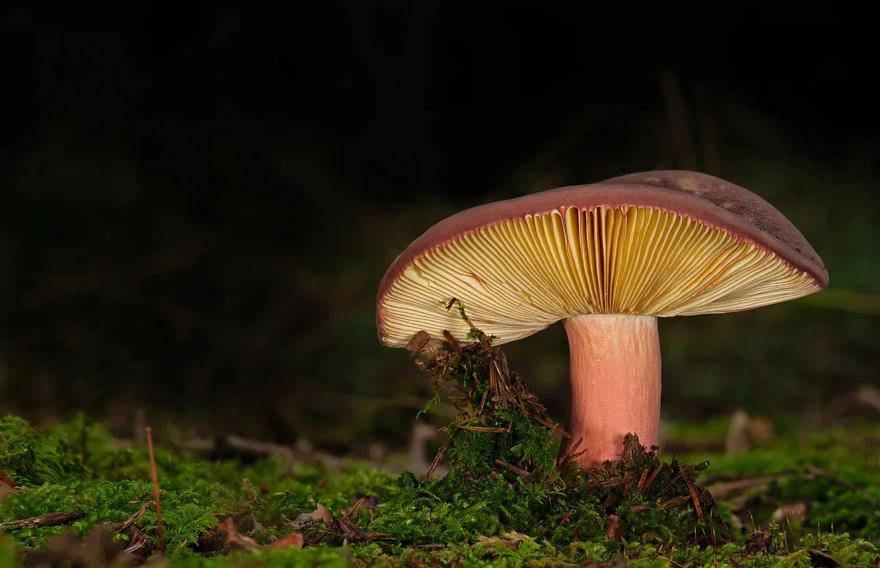 Mushroom