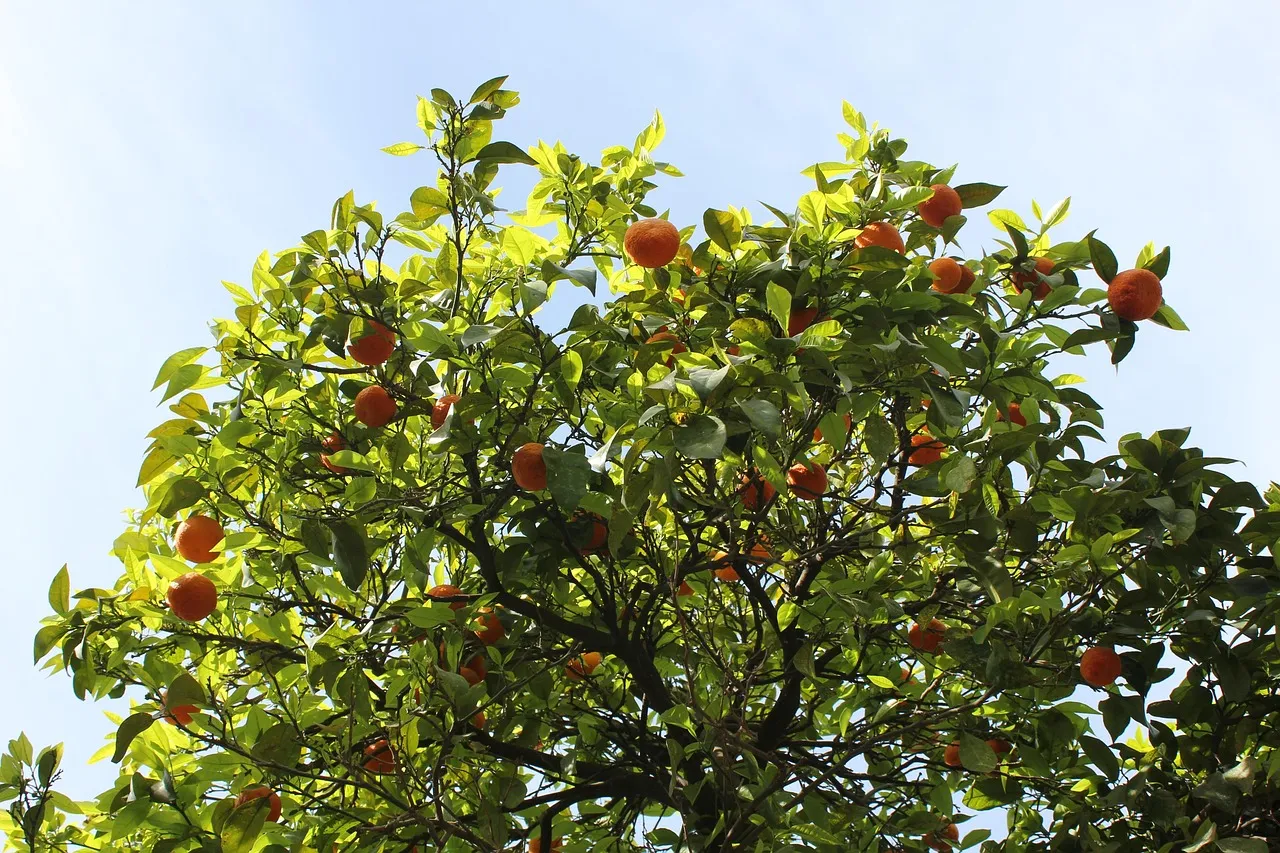 Tangerine