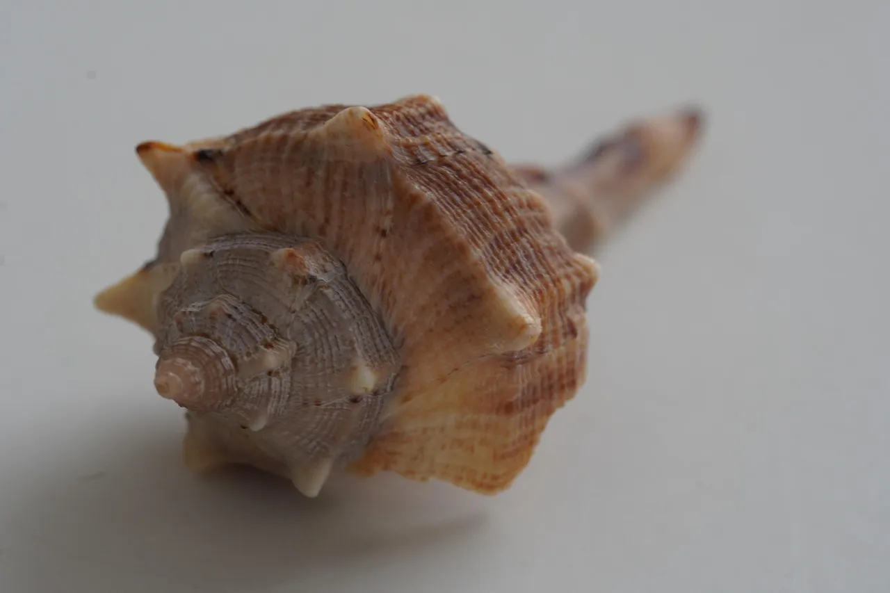 Shell