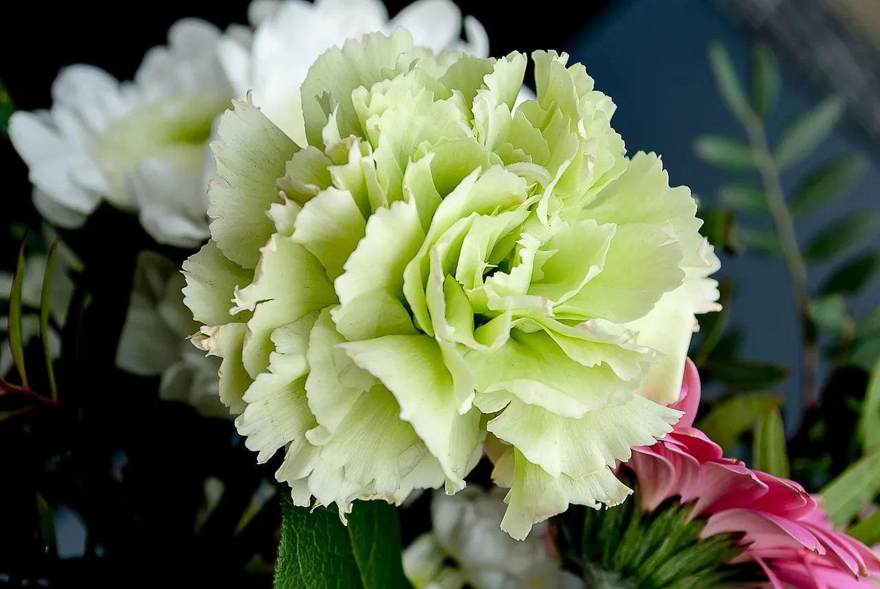 Carnation