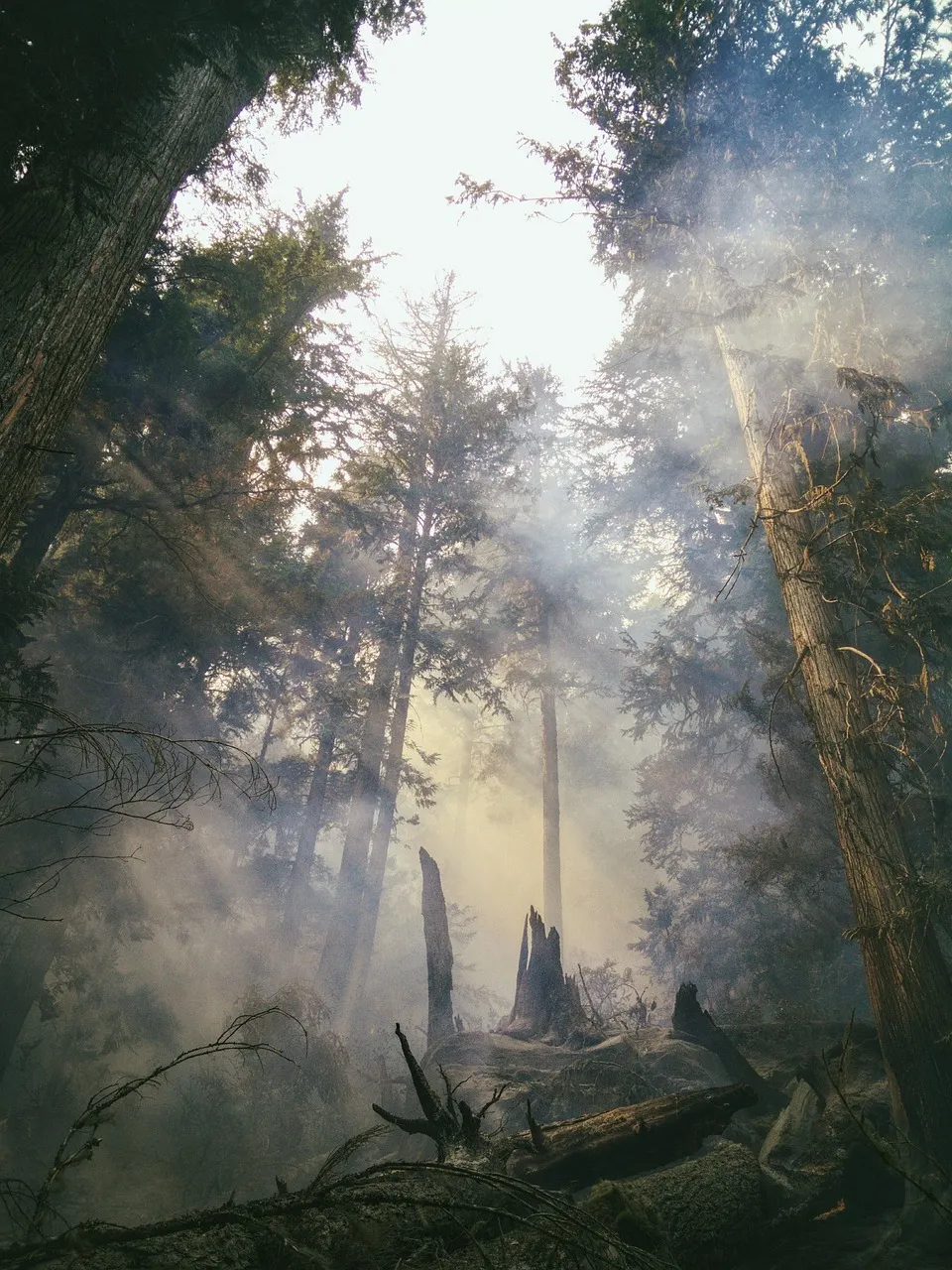 Wildfire