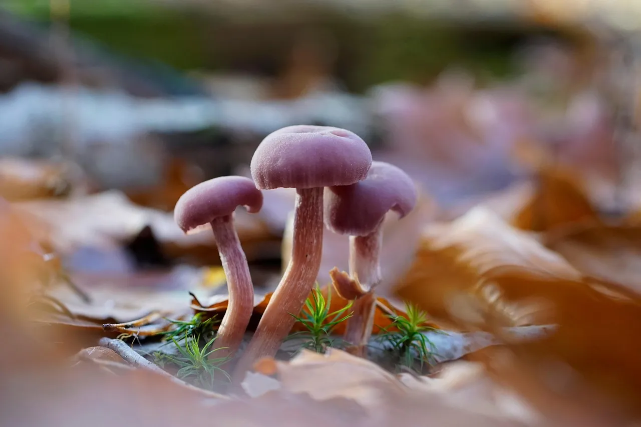 Mushroom