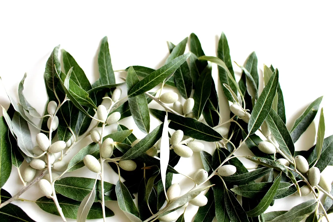Olive You