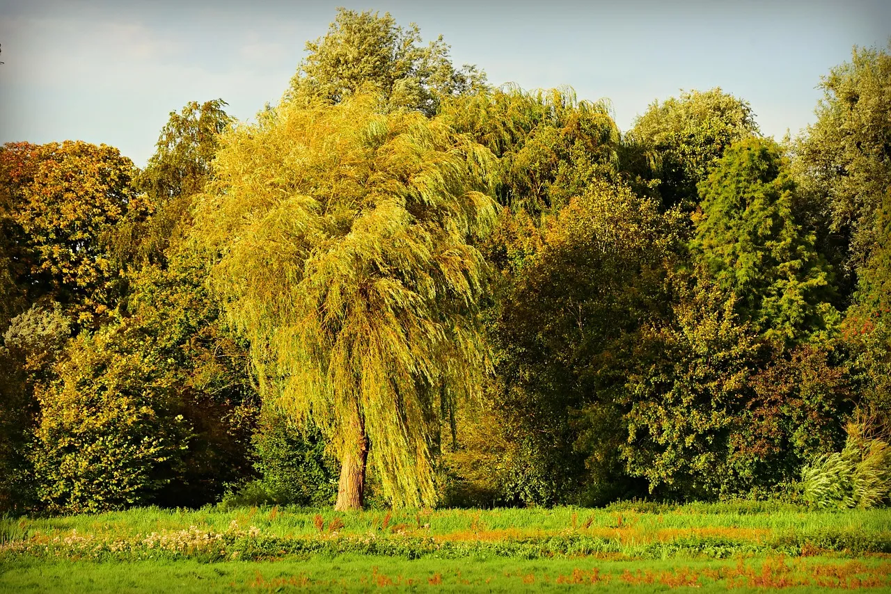 Willow