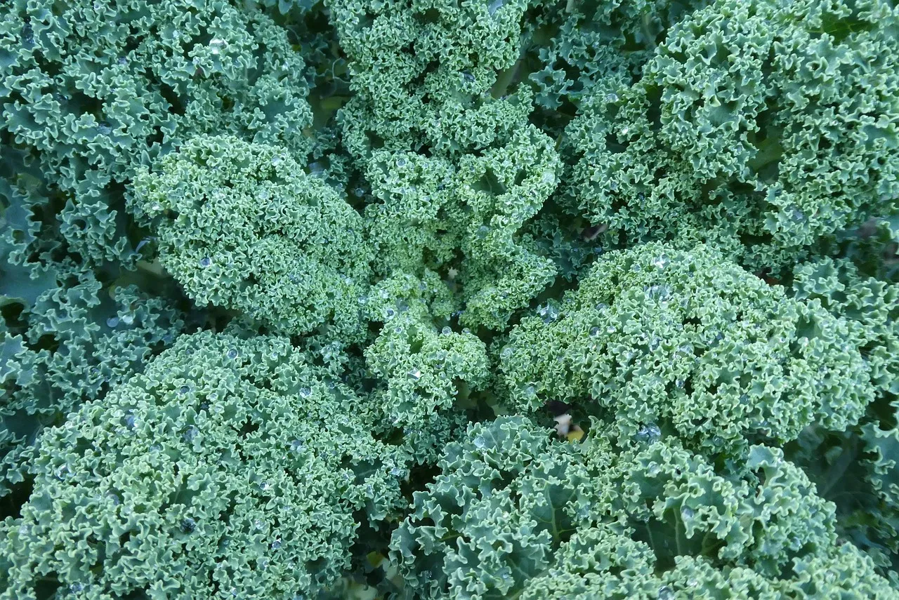 Oh, Kale Yea