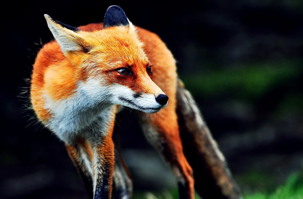 Foxy