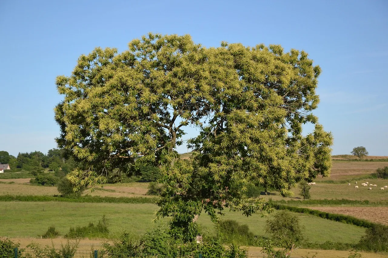 Chestnut