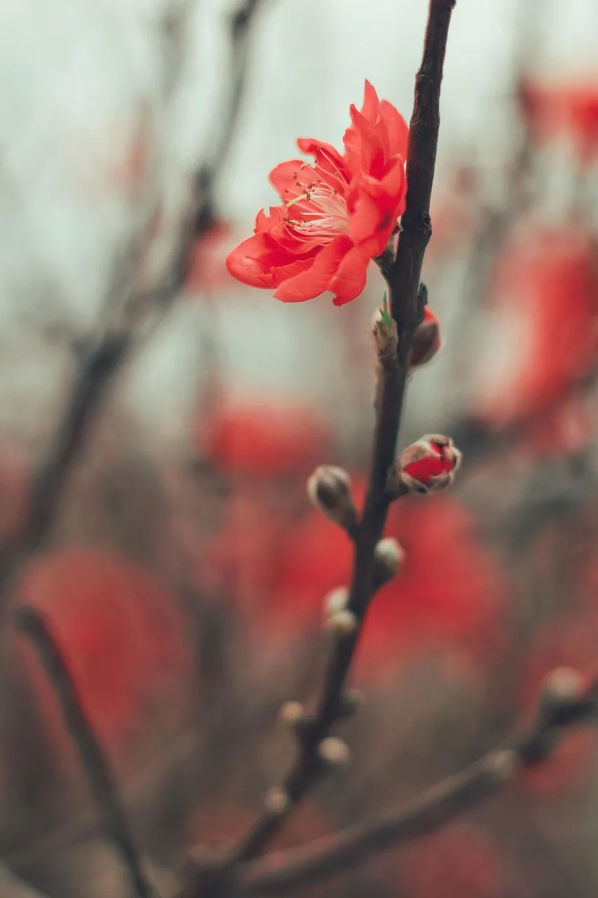Georgia Peach