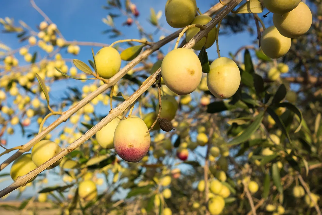 Olive
