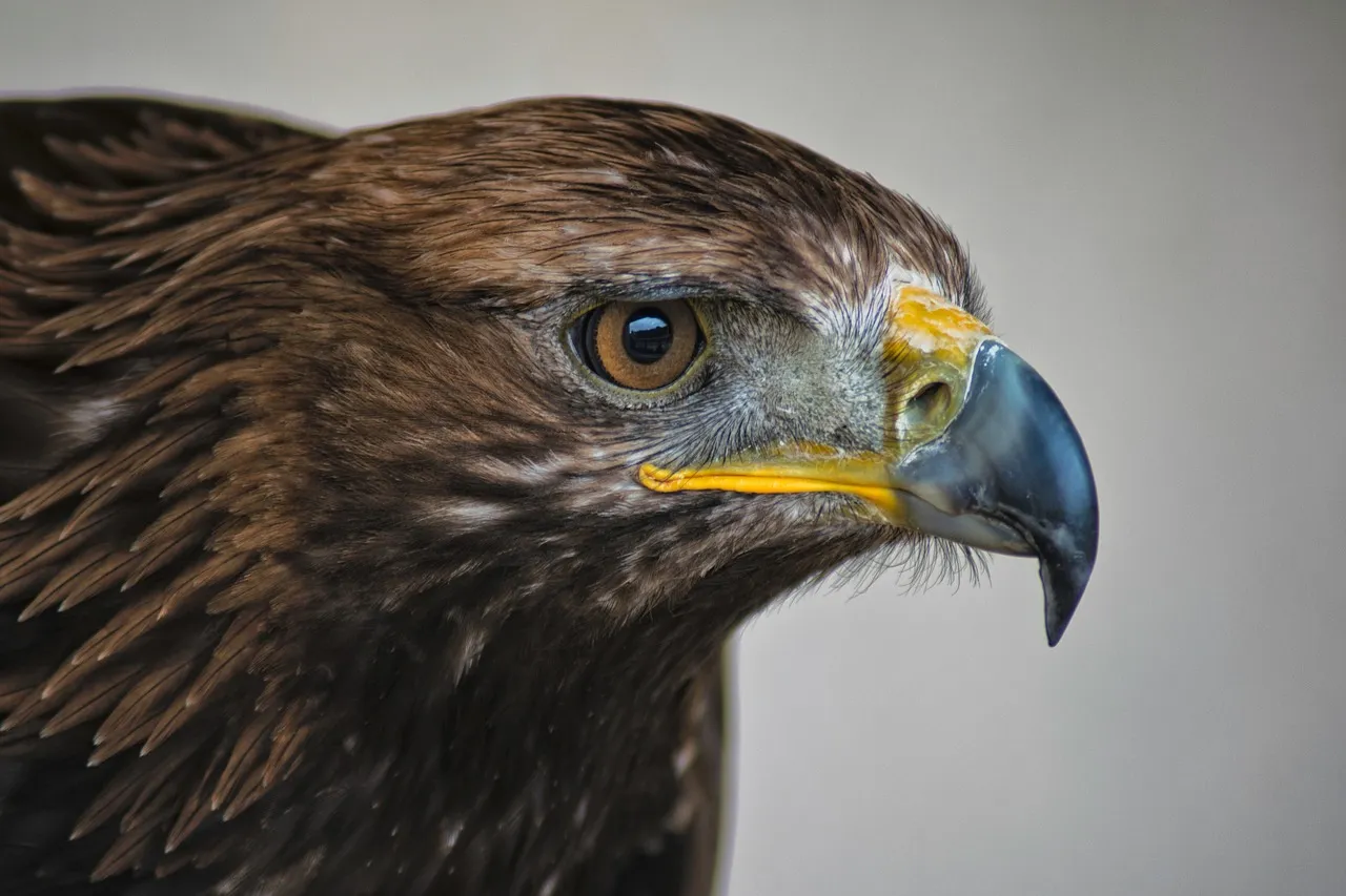 Aquila