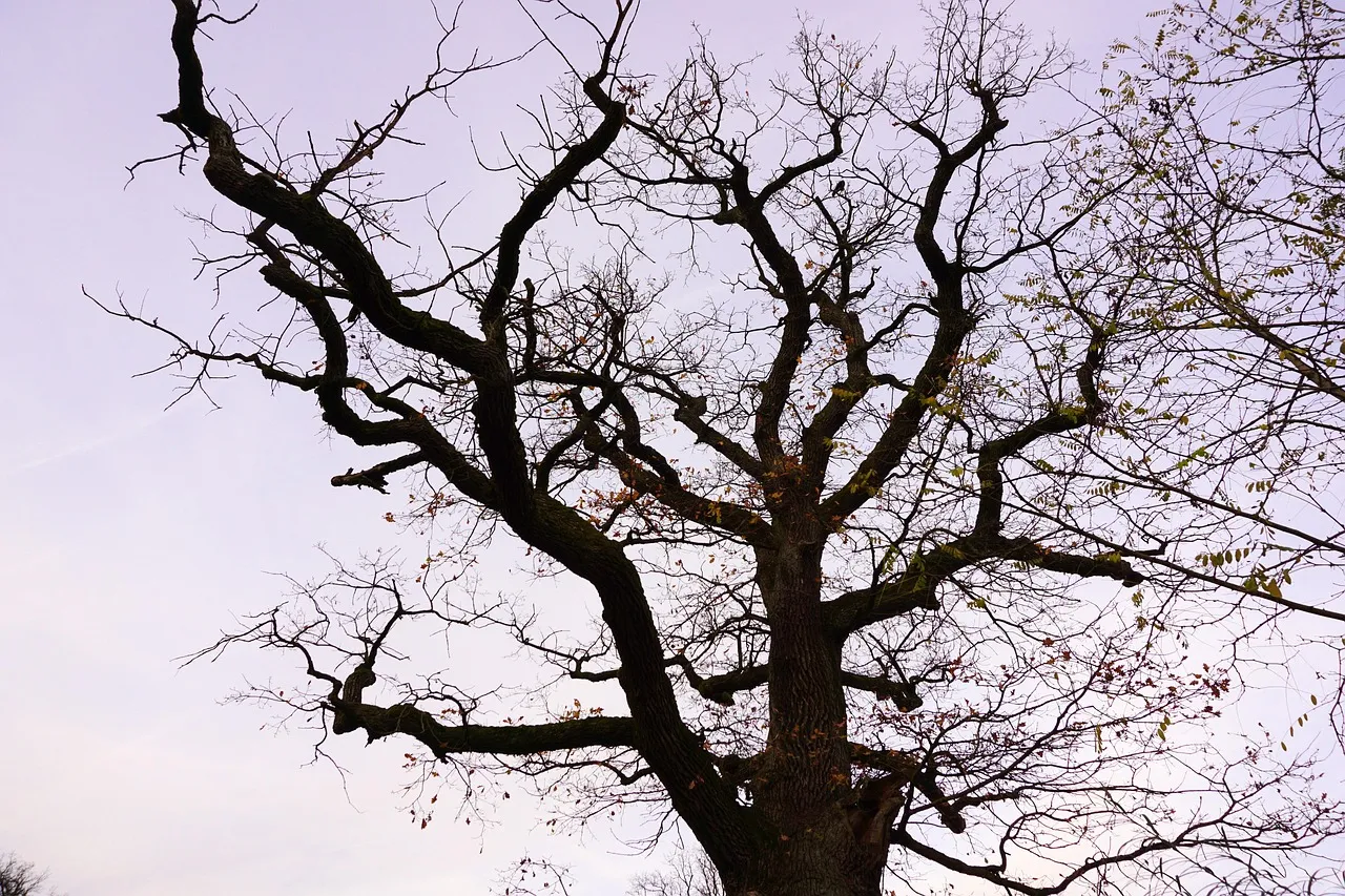 Oak